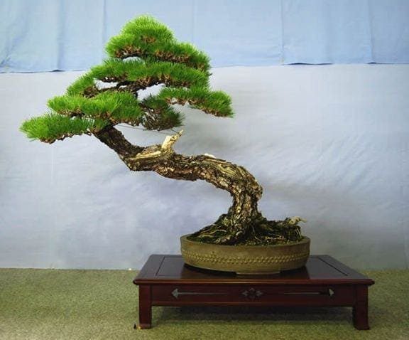 Japanese Black Pine Bonsai Tree