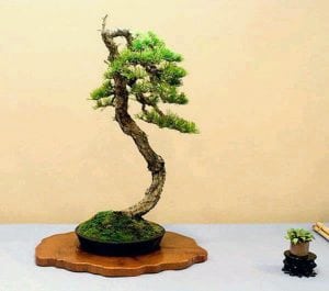 Literati bonsai style (bunjingi)