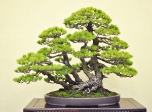 Multitrunk bonsai style (kabudachi)
