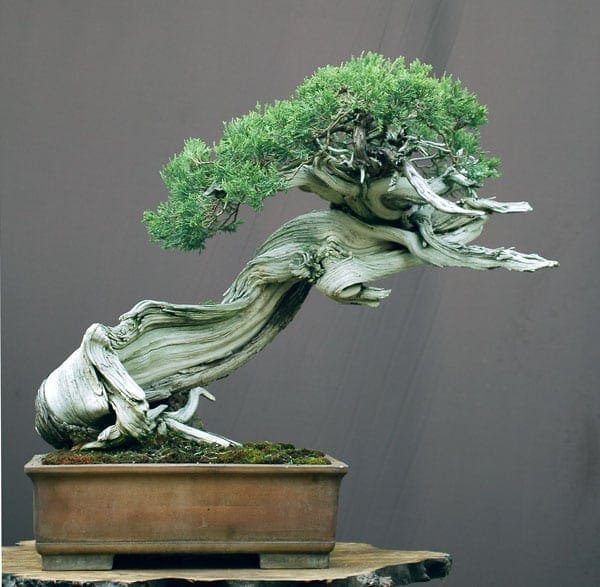 Rocky Mountain Juniper by Walter Pall