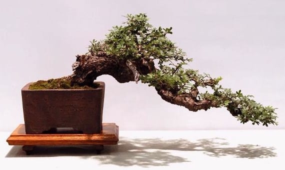 Semi-cascade bonsai style (han-kengai)