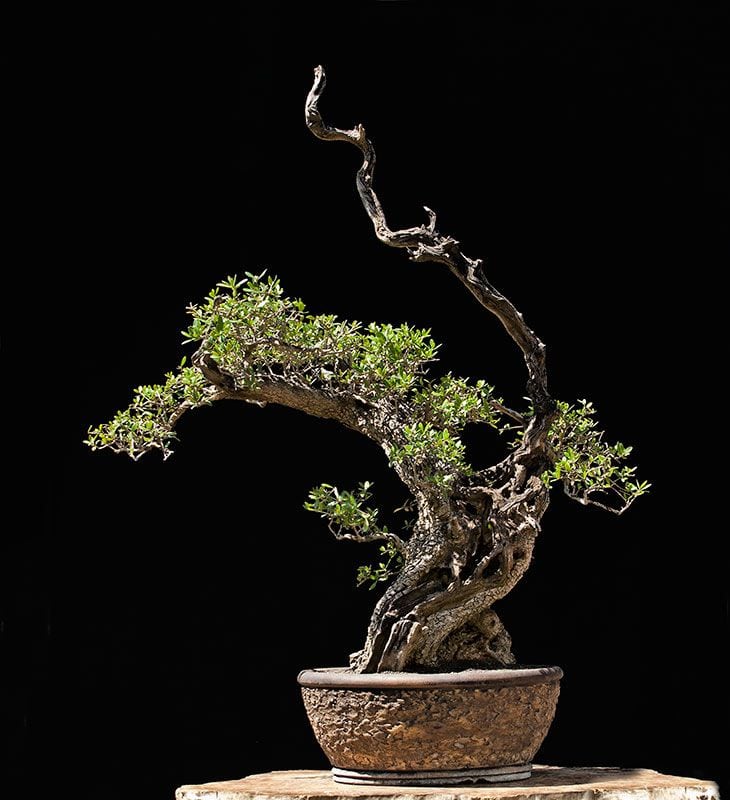 Shari bonsai style (sharimiki)