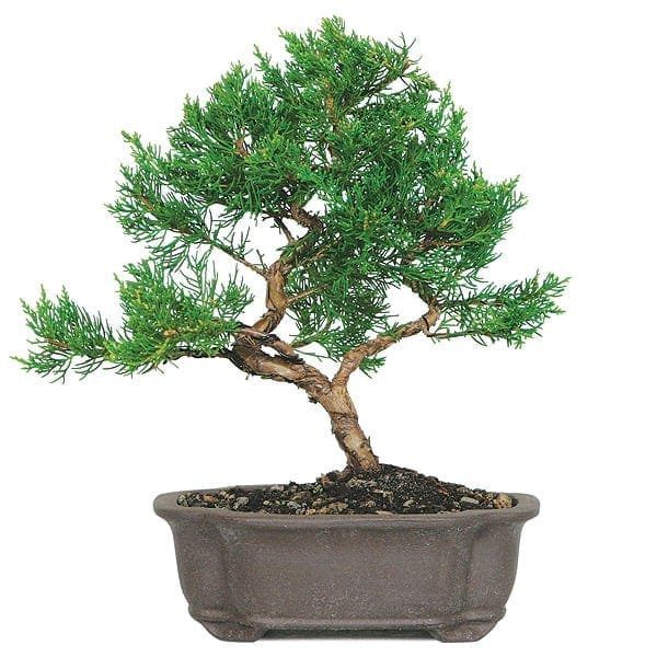 Shimpaku Juniper Make Your Own Bonsai Tree