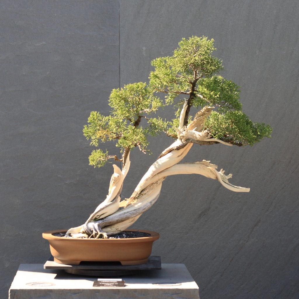 Slanting bonsai style (shakan)
