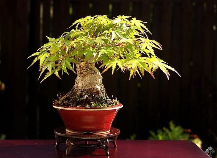 Small Bonsai Shohin Tree Morten Albek