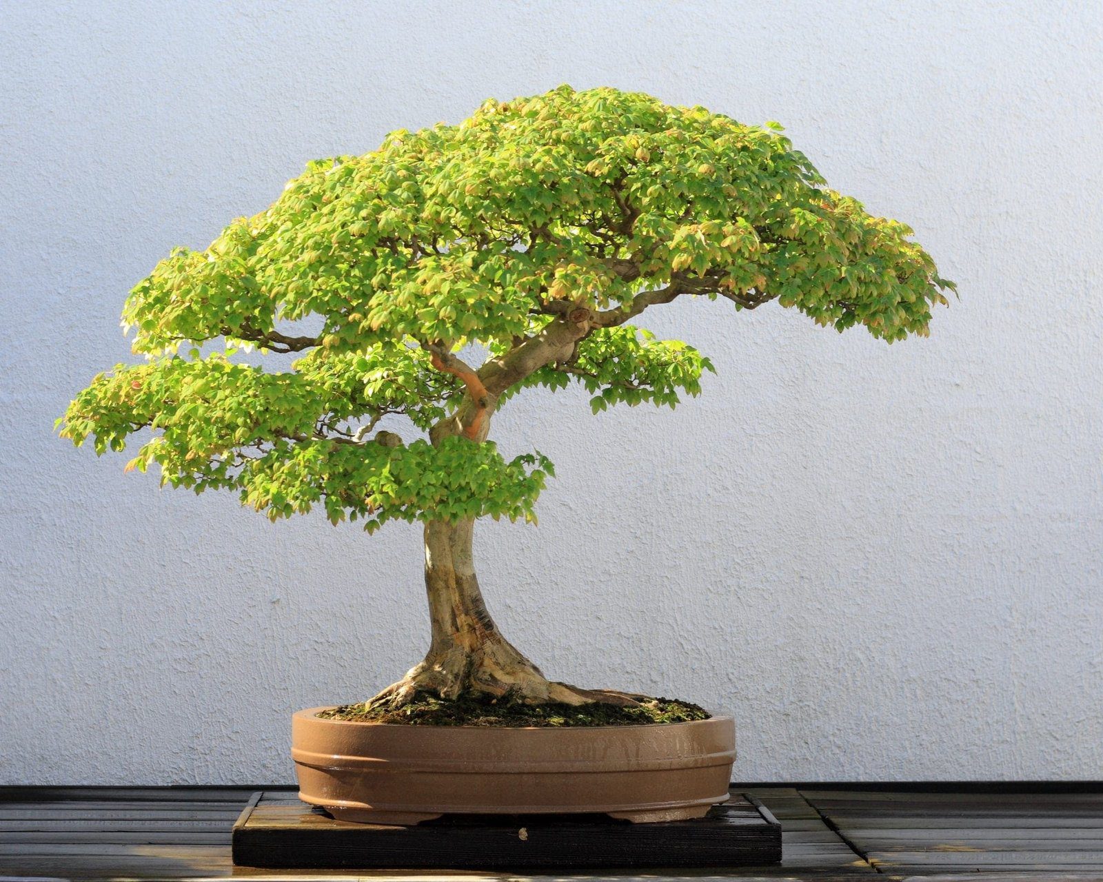 Trident Maple Bonsai Tree