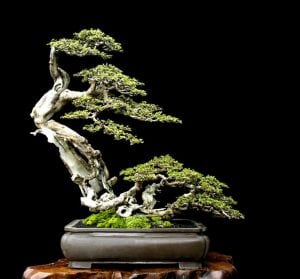 Windswept bonsai style Fukinagashi