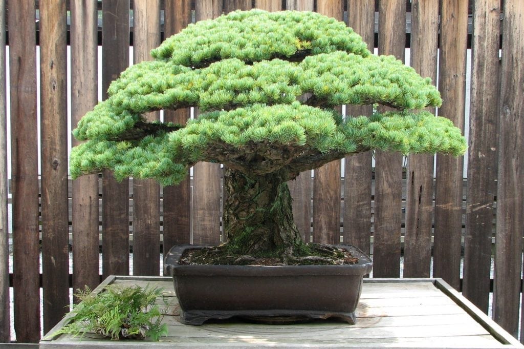Yamaki Pine at the National Arboretum 2