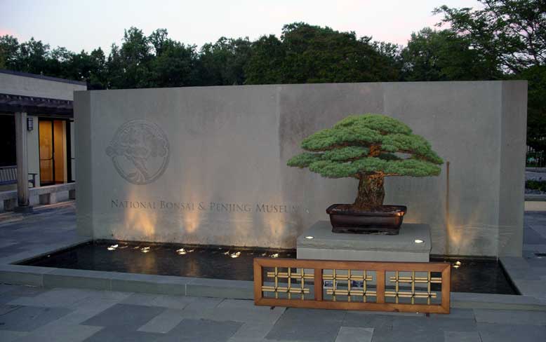 Yamaki Pine at the National Arboretum 3