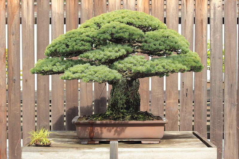 Yamaki Pine at the National Arboretum