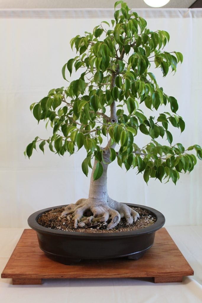 ficus benjamina bonsai