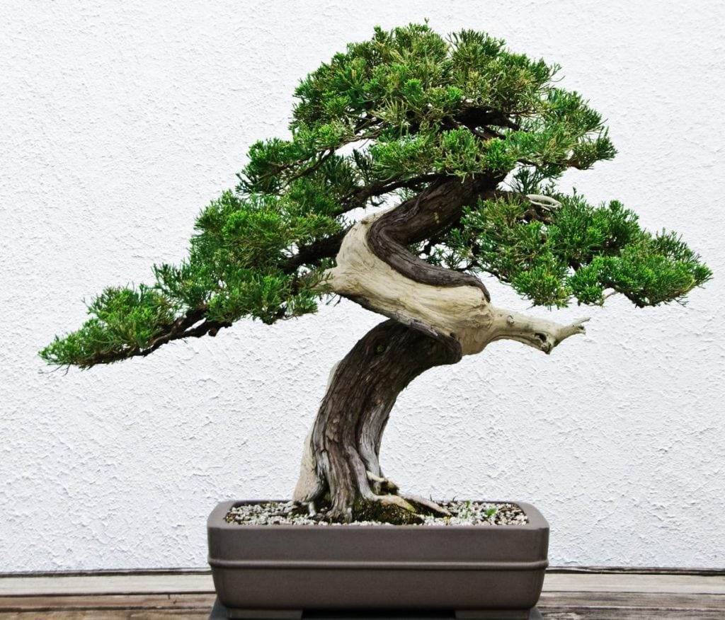 harmony of different bonsai design elements