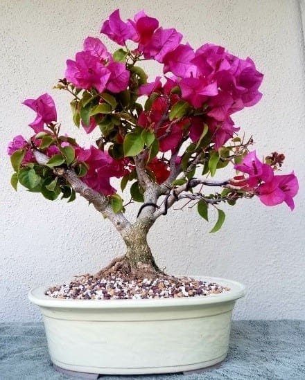 How to Water Bonsai Tree Indoors - Bonsai Tree Gardener