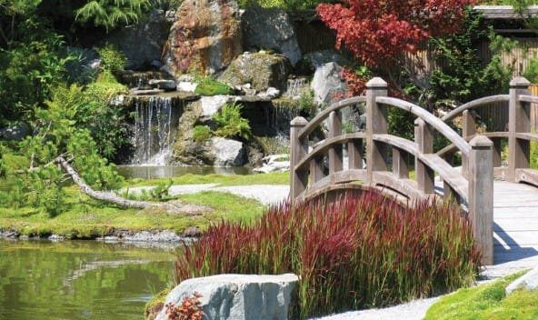 Bonsai Master - Zen garden view 🙏 Bonsai and Koi pond ^-^