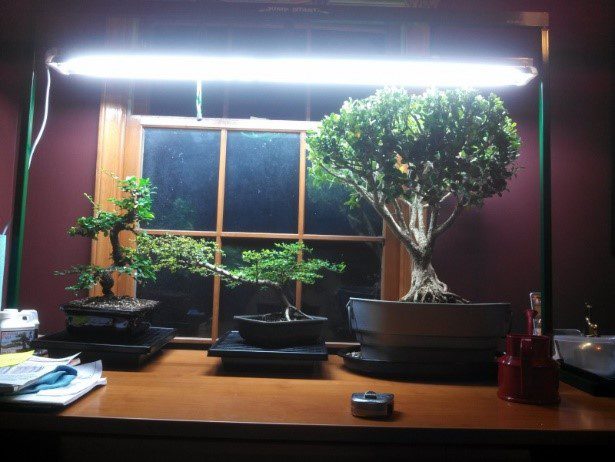How to Use Artificial Light to Grow Bonsai - Bonsai Tree Gardener