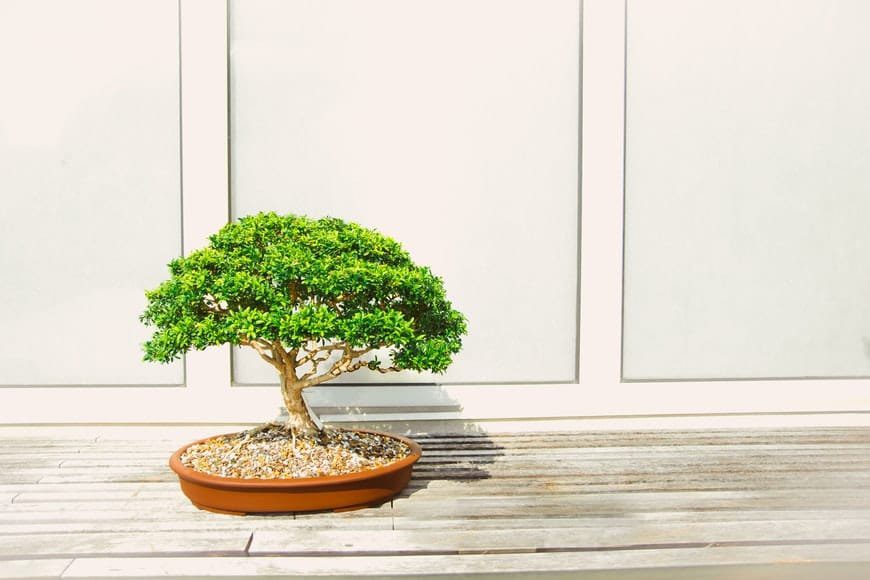 Ficus Microcarpa: A Complete Care Guide for Bonsai Enthusiasts