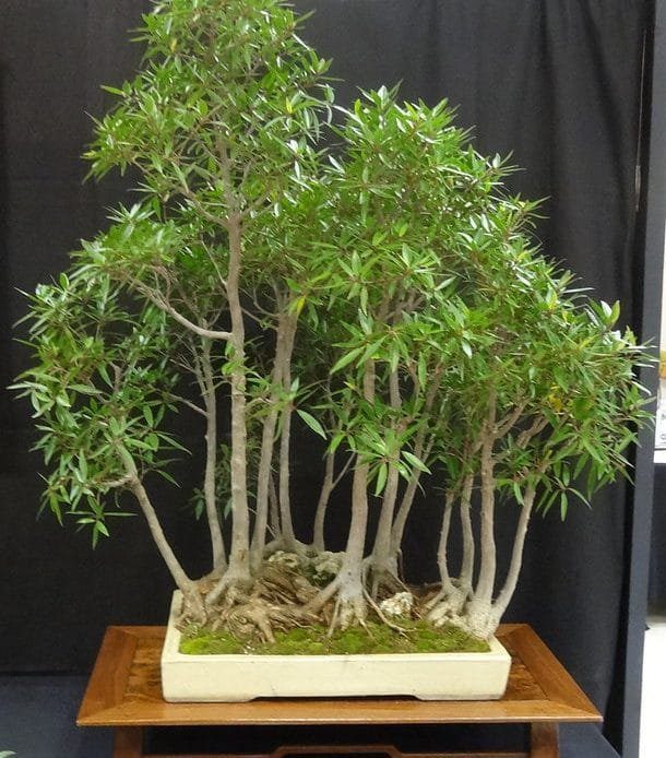 Ficus nerifolia informal upright - Beginning of a bonsai