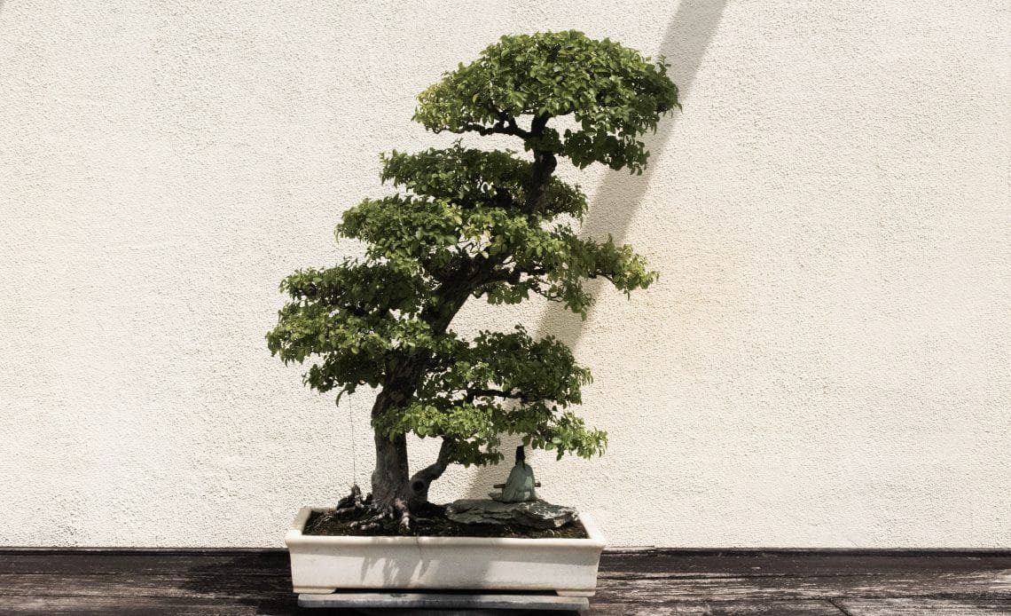 16 Common Bonsai Tree Species to Grow