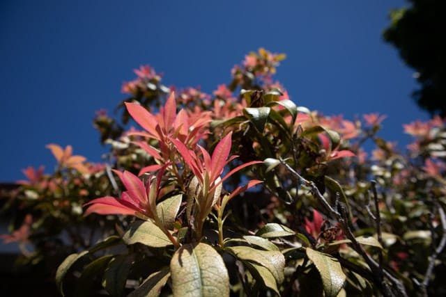 Pieris Bonsai Tree Care Guide - Bonsai Tree Gardener