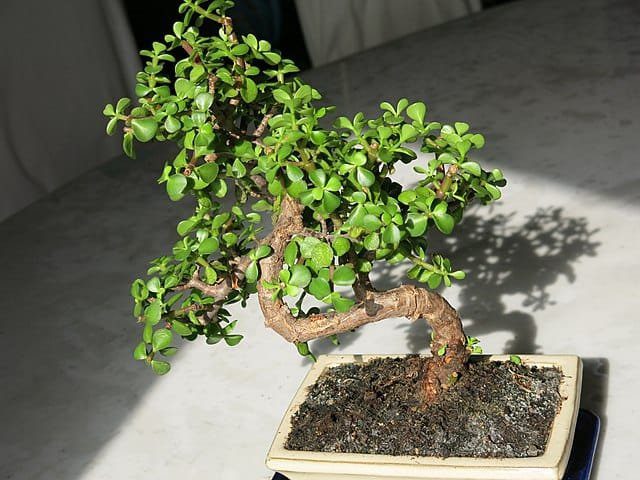 Dwarf Jade (Portulacaria Afra) Indoor Bonsai - Brussel's Bonsai