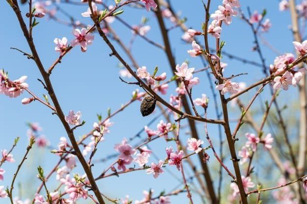 Prunus mume Cuidados (Como Cuidar, Doenças, Podar) - PictureThis
