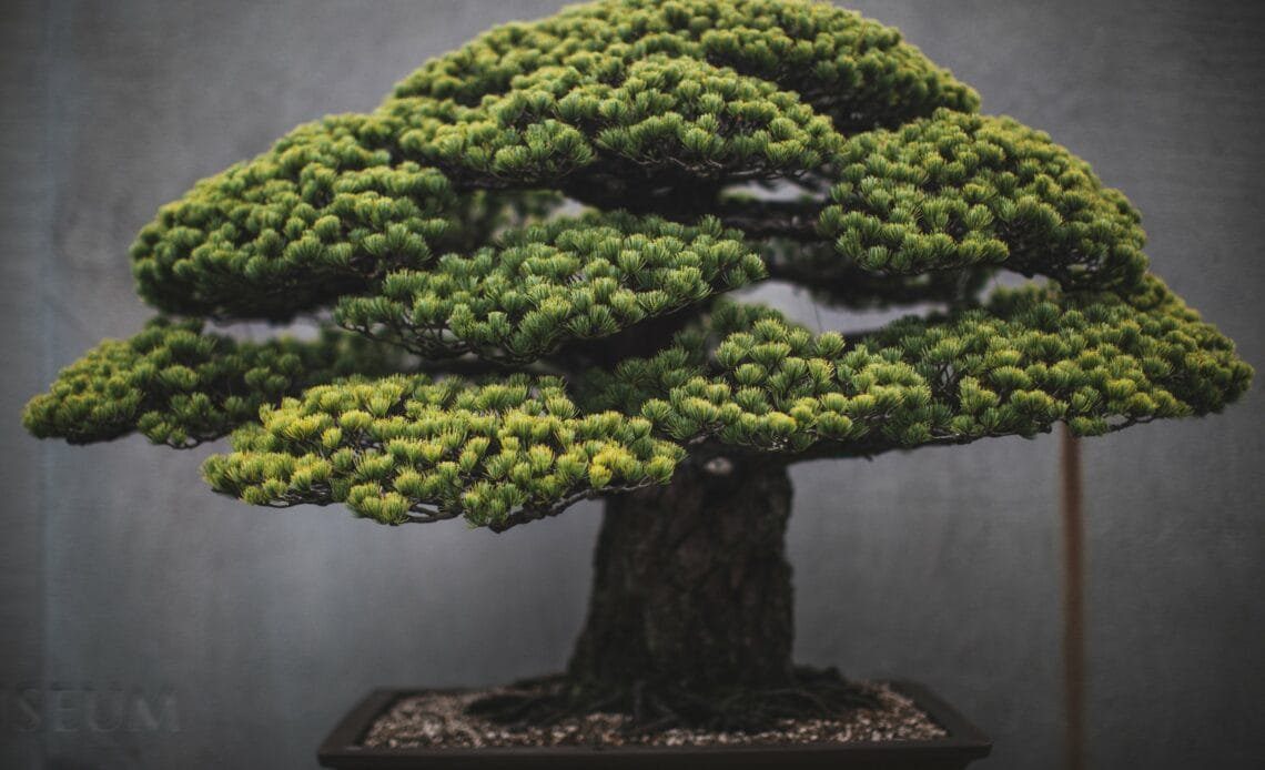 Art of Bonsai