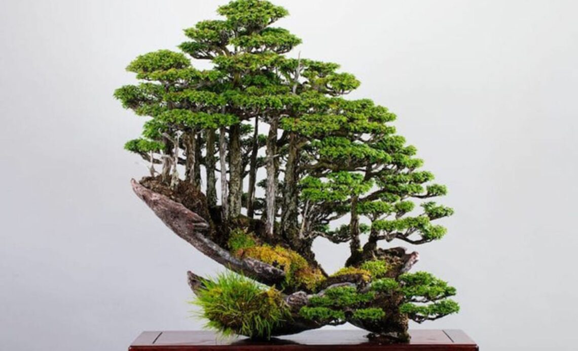 Bonsai Forests