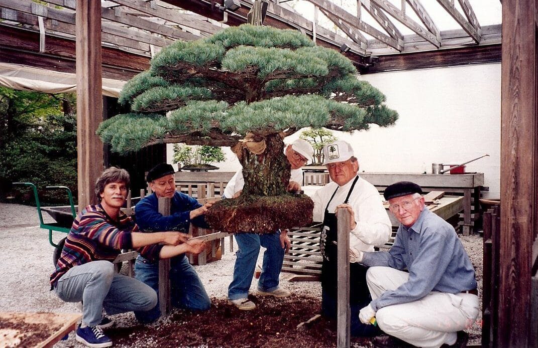 Bonsai Surviving Hiroshima