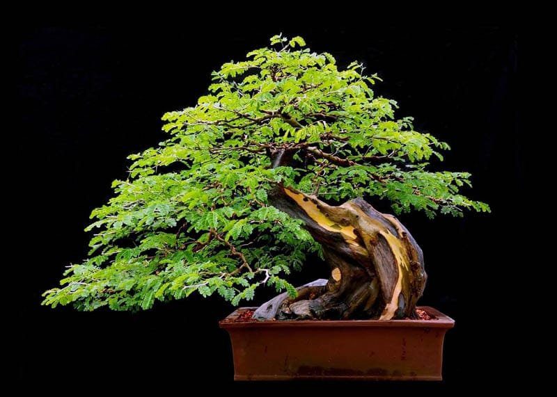 Brazilian Rain Bonsai Pithecellobium tortum