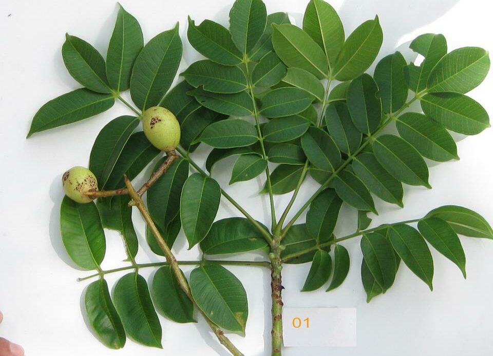 Chinese Olive Bonsai Tree Canarium album