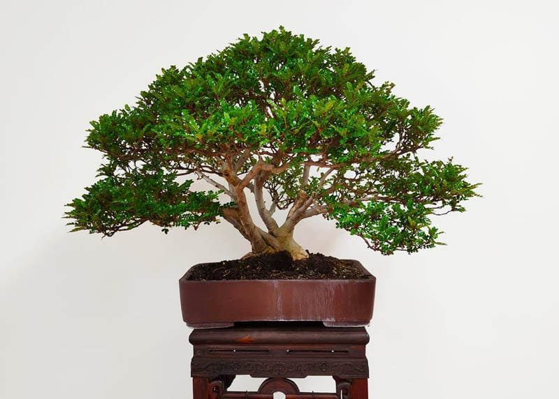 Chinese Pepper Bonsai Tree Zanthoxylum piperitum