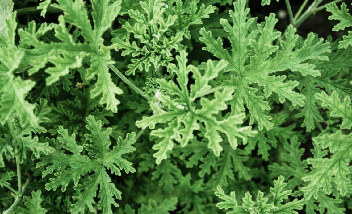 Citronella