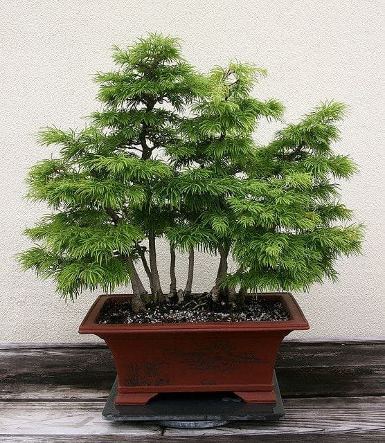 Golden Larch Bonsai Tree Pseudolarix amabilis