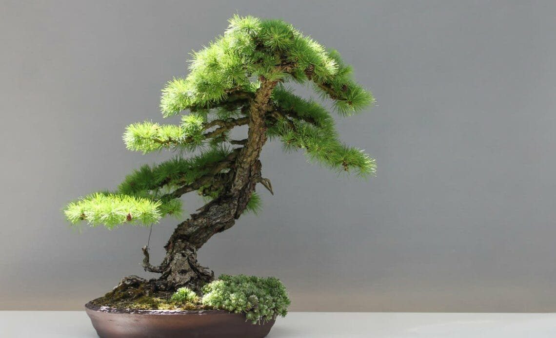 How To Keep Your Bonsai Trees Alive