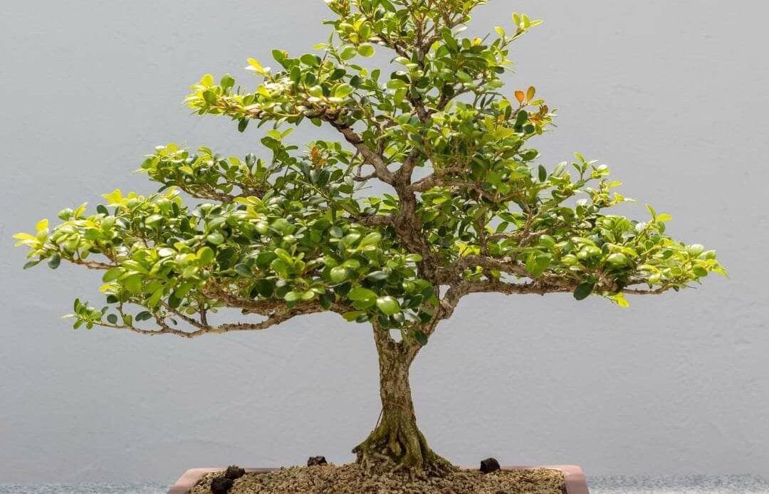 Japanese Kingsville Boxwood Bonsai Buxus microphylla