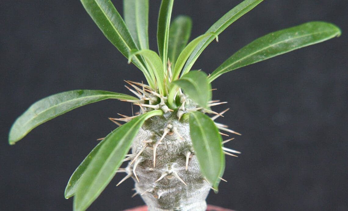 Madagascar Palm Bonsai Tree Pachypodium lamerei