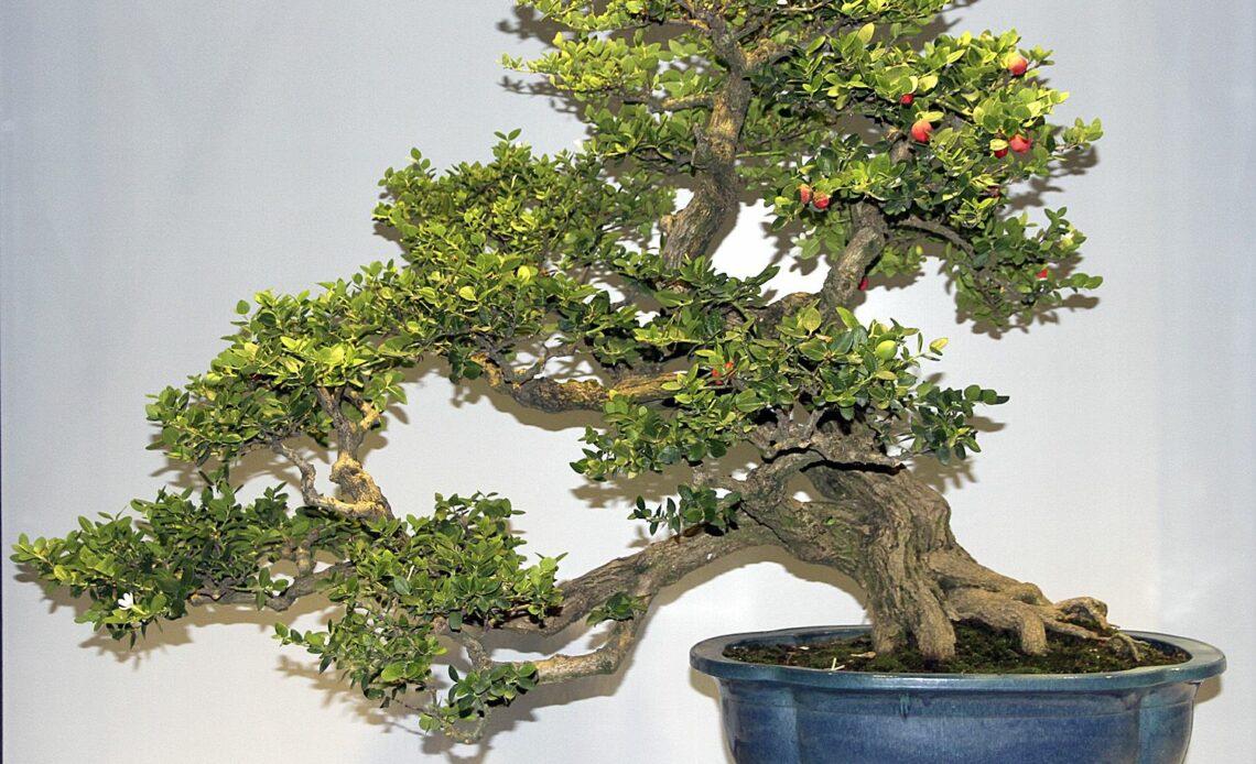 Natal Plum Bonsai Tree Care Guide (Carissa macrocarpa)