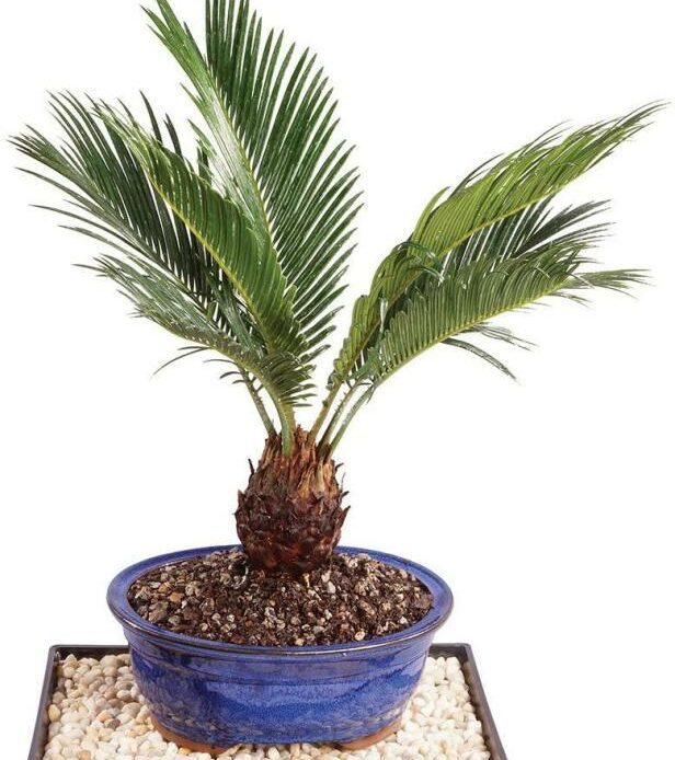Sago Palm Bonsai Tree Cycas revoluta