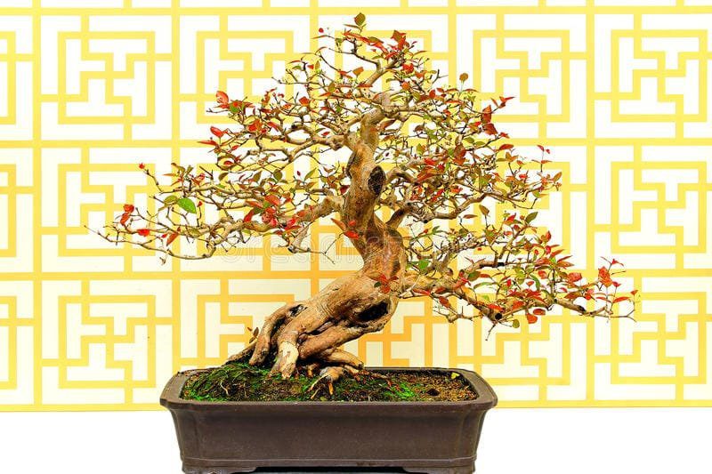 Surinam Cherry Bonsai Tree Eugenia niflora