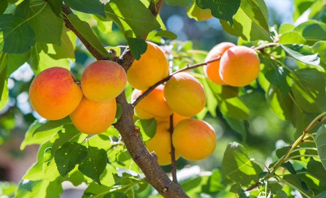 Apricot Tree