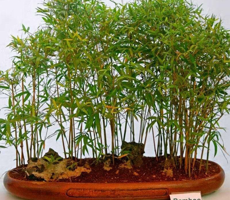 Bamboo Bonsai