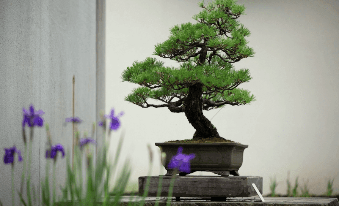 Bonsai Calendar