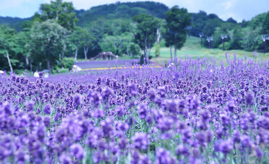 Tambara Lavender Park in Gunma Prefecture