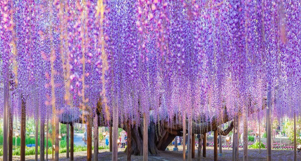 Wisteria Tree