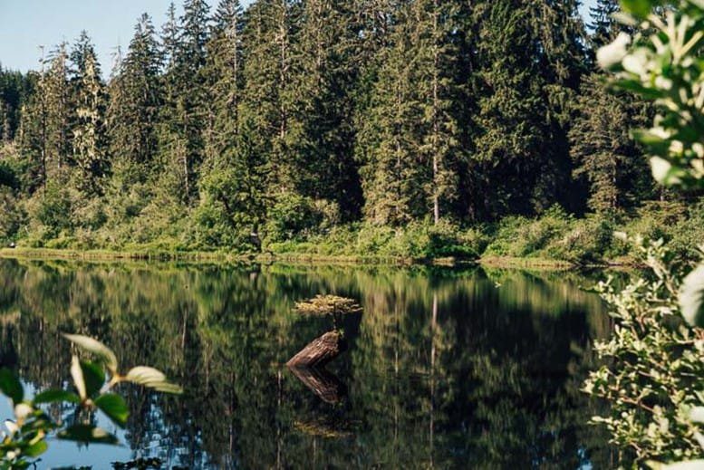 A Fir at Fairy Lake