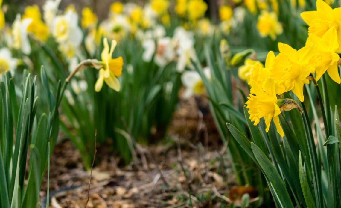 Gorgeous Flowers With Sweet Scents