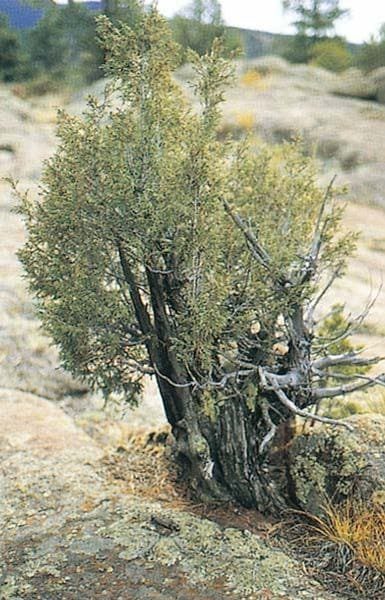 Between the Rocky Mountains is a Juniper Bonsai Tree