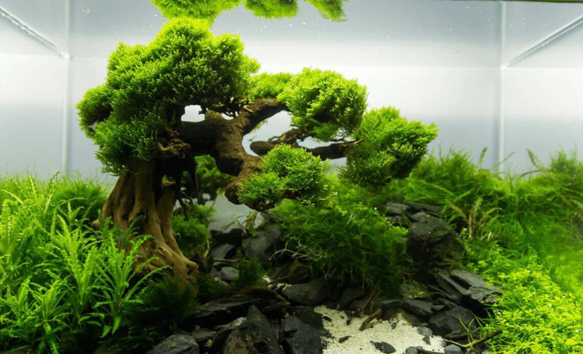 Bonsai Driftwood Aquascaping