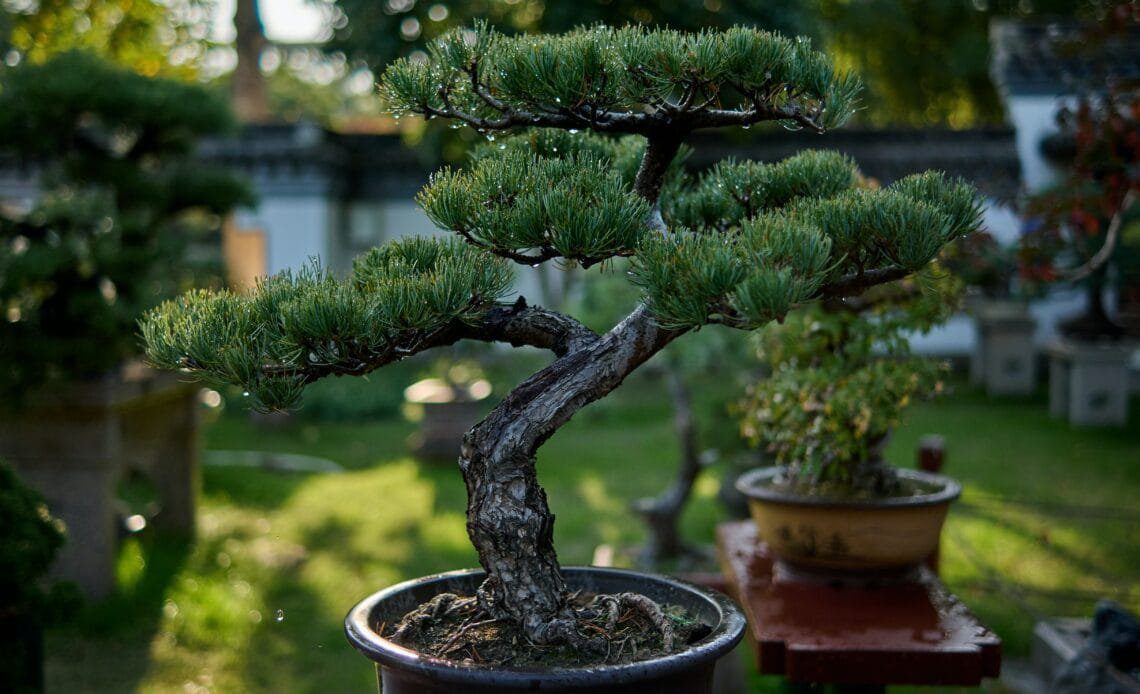 Bonsai Glossary