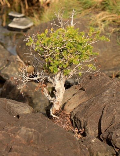 Bonsai Tree in Lord Howe Island approach Rocky Bustle